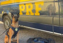 PRF apreende maconha em ônibus interestadual na BR-020 — Polícia Rodoviária Federal 83de6f31-caa6-4e1a-b6c4-cf015bd0541b.jpg