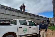 PRF identifica transporte irregular de animais na BR-242, em Seabra (BA) — Polícia Rodoviária Federal WhatsApp Image 2025-05-08 at 13.23.33.jpeg