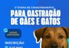 Prefeitura de Santo Antônio de Jesus realizará 5ª etapa de cadastramento para castração de Cães e Gatos – Prefeitura de Santo Antônio de Jesus – BA Prefeitura de Santo Antônio de Jesus realizará 5ª etapa de cadastramento para castração de Cães e Gatos – Prefeitura de Santo Antônio de Jesus - BA