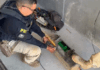 De forma simultânea PRF realiza duas grandes apreensões de Drogas em Teresina e Valença do Piauí — Polícia Rodoviária Federal Captura de tela 2025-06-27 184451.png