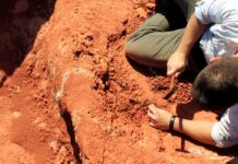 Fóssil descoberto no Brasil lança luz sobre origem dos dinossauros Fóssil descoberto no Brasil lança luz sobre origem dos dinossauros