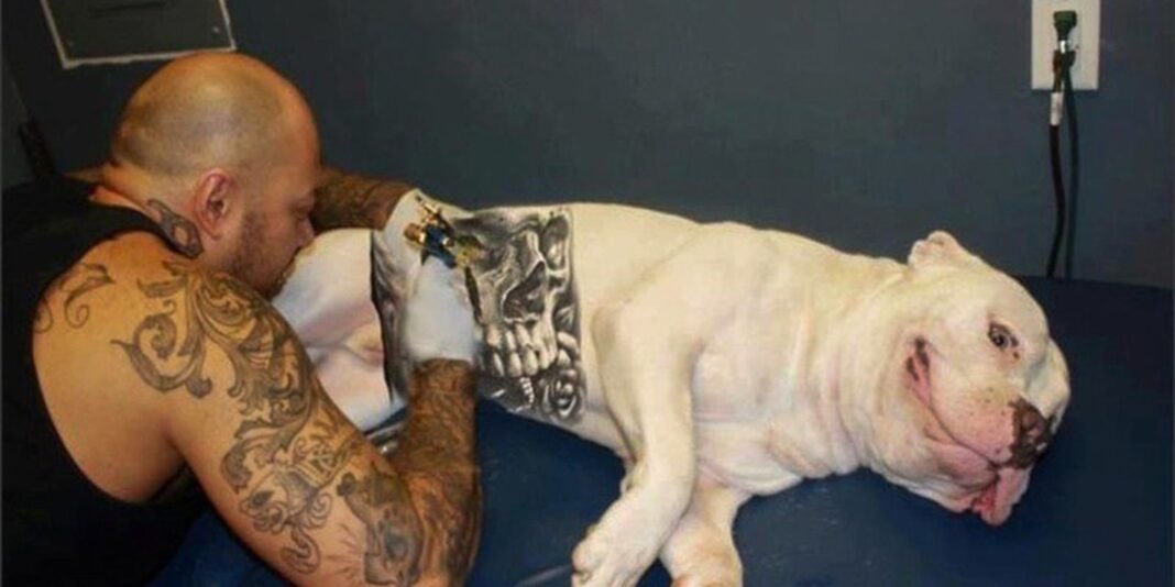 Governo sanciona lei que proíbe tatuagens e piercings em cães e gatos Governo sanciona lei que proíbe tatuagens e piercings em cães e gatos