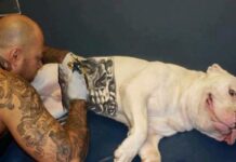 Governo sanciona lei que proíbe tatuagens e piercings em cães e gatos Governo sanciona lei que proíbe tatuagens e piercings em cães e gatos