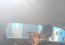 PRF resgata cachorro ferido às margens da BR-406 em São Gonçalo do Amarante/RN — Polícia Rodoviária Federal WhatsApp Image 2025-06-30 at 11.54.55 (1).jpeg