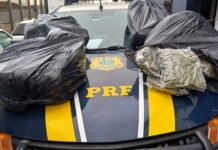 homem é preso com quase 50 quilos de skunk em Imbituba — Polícia Rodoviária Federal 1.jpg