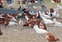 Ceará registra foco de gripe aviária em criação doméstica Ceará registra foco de gripe aviária em criação doméstica