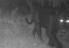 Onça-preta aparece pela primeira vez em reserva no Cerrado Onça-preta aparece pela primeira vez em reserva no Cerrado