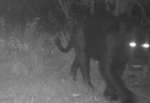 Onça-preta aparece pela primeira vez em reserva no Cerrado Onça-preta aparece pela primeira vez em reserva no Cerrado