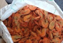 PRF apreende mais de 1,3 tonelada de pescado impróprio para consumo em ônibus na BR-343, em Piripiri/PI — Polícia Rodoviária Federal WhatsApp Image 2025-07-04 at 13.23.27.jpeg
