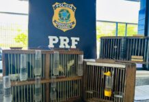 PRF resgata 14 aves silvestres durante fiscalização a ônibus interestadual na BR-116, em Jequié (BA) — Polícia Rodoviária Federal WhatsApp Image 2025-07-23 at 16.05.47.jpeg