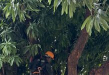 Prefeitura Municipal de Santo Antônio de Jesus iniciou tratamento de árvores em avenidas e praças da cidade – Prefeitura de Santo Antônio de Jesus – BA Prefeitura Municipal de Santo Antônio de Jesus iniciou tratamento de árvores em avenidas e praças da cidade – Prefeitura de Santo Antônio de Jesus - BA