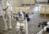 Projeto aprovado na Câmara proíbe uso de animais em testes cosméticos Projeto aprovado na Câmara proíbe uso de animais em testes cosméticos