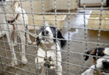 Projeto aprovado na Câmara proíbe uso de animais em testes cosméticos Projeto aprovado na Câmara proíbe uso de animais em testes cosméticos