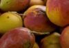 Abrafrutas apoia plano e pede atenção a pequenos produtores Abrafrutas apoia plano e pede atenção a pequenos produtores