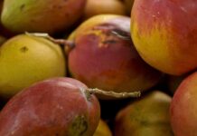 Abrafrutas apoia plano e pede atenção a pequenos produtores Abrafrutas apoia plano e pede atenção a pequenos produtores