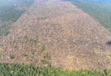 Desmatamento é responsável por mais de 28 mil mortes anuais por calor Desmatamento é responsável por mais de 28 mil mortes anuais por calor