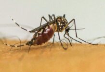 Doenças transmitidas por mosquitos serão “novo normal” na Europa Doenças transmitidas por mosquitos serão “novo normal” na Europa