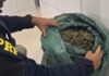 PRF detém motorista inabilitado com 13 Kg de maconha em Petrolina — Polícia Rodoviária Federal PRF detém motorista inabilitado com 13 Kg de maconha em Petrolina