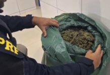 PRF detém motorista inabilitado com 13 Kg de maconha em Petrolina — Polícia Rodoviária Federal PRF detém motorista inabilitado com 13 Kg de maconha em Petrolina