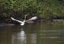 Reflorestamento permite volta de animais a mangue na Baía de Guanabara Reflorestamento permite volta de animais a mangue na Baía de Guanabara