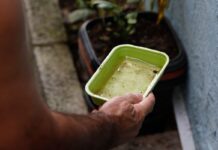 Chikungunya traz preocupações após uma década de presença no Brasil Chikungunya traz preocupações após uma década de presença no Brasil