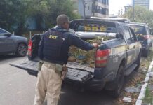 PRF resgata mais de 100 aves silvestres e intensifica combate ao tráfico de animais no sul da Bahia — Polícia Rodoviária Federal 0d77e06e-ef93-4f26-8281-92df3f97dabd.jpg