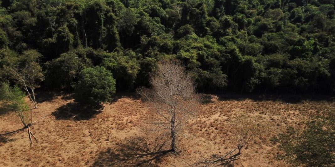 Brasil pode suprir demanda por bioenergia sem desmatar, aponta estudo Brasil pode suprir demanda por bioenergia sem desmatar, aponta estudo