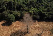 Brasil pode suprir demanda por bioenergia sem desmatar, aponta estudo Brasil pode suprir demanda por bioenergia sem desmatar, aponta estudo