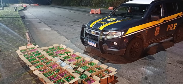 Dois homens são presos com mais de mil frascos de IMG-20251017-WA0035.jpg