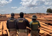 Em operação no Pará, PRF bate recorde nacional de apreensão de madeira ilegal — Polícia Rodoviária Federal Em operação no Pará, PRF bate recorde nacional de apreensão de madeira ilegal