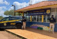 PRF apreende 145 quilos de skunk escondidos em fundo falso de caminhão na BR-230, em Altamira/PA — Polícia Rodoviária Federal PRF apreende 145 quilos de skunk escondidos em fundo falso de caminhão na BR-230, em Altamira