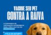 Prefeitura de Santo Antônio de Jesus prorrogou Campanha de Vacinação Antirrábica para cães e gatos – Prefeitura de Santo Antônio de Jesus – BA Prefeitura de Santo Antônio de Jesus prorrogou Campanha de Vacinação Antirrábica para cães e gatos – Prefeitura de Santo Antônio de Jesus - BA