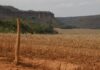 Fronteira Cerrado: acesso desigual ao Estado agrava conflitos agrários Fronteira Cerrado: acesso desigual ao Estado agrava conflitos agrários
