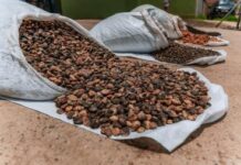Investimentos estaduais elevam a renda e fortalecem a agricultura familiar no Baixo Sul | SECOM Investimentos estaduais elevam a renda e fortalecem a agricultura familiar no Baixo Sul | SECOM