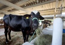 Leilões e acesso a financiamento aumentam oportunidades de negócios na Fenagro 2025 | SECOM Leilões e acesso a financiamento aumentam oportunidades de negócios na Fenagro 2025 | SECOM