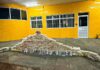 PRF apreende mais de 200 tabletes de drogas em Primavera do Leste (MT) — Polícia Rodoviária Federal WhatsApp Image 2025-11-04 at 09.53.19.jpeg