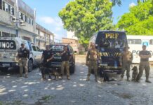 PRF participa de treinamento de cinotecnia no CORE da Polícia Civil — Polícia Rodoviária Federal PRF participa de treinamento de cinotecnia no CORE da Polícia Civil