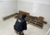 PRF resgata mais de 900 animais silvestres em Garanhuns — Polícia Rodoviária Federal PRF resgata mais de 900 animais silvestres em Garanhuns