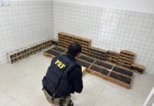 PRF resgata mais de 900 animais silvestres em Garanhuns — Polícia Rodoviária Federal PRF resgata mais de 900 animais silvestres em Garanhuns