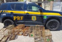 PRF resgata pássaros silvestres em Custódia — Polícia Rodoviária Federal PRF resgata pássaros silvestres em Custódia