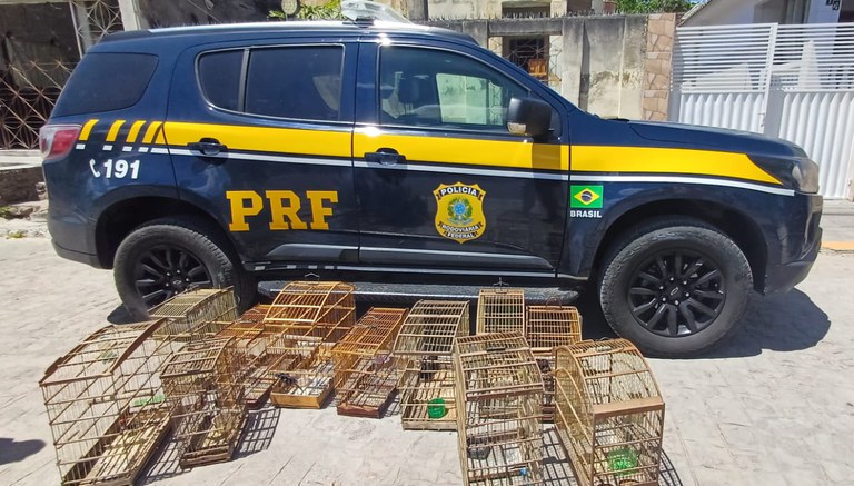 PRF resgata pássaros silvestres em Custódia — Polícia Rodoviária Federal PRF resgata pássaros silvestres em Custódia