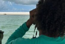Elefante-marinho volta a ser avistado no litoral alagoano Elefante-marinho volta a ser avistado no litoral alagoano
