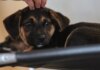 Lei define guarda compartilhada de pets; veja detalhes Lei define guarda compartilhada de pets; veja detalhes