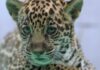 Onça-pintada nascida no BioParque Vale Amazônia ganha o nome de Xingu Onça-pintada nascida no BioParque Vale Amazônia ganha o nome de Xingu