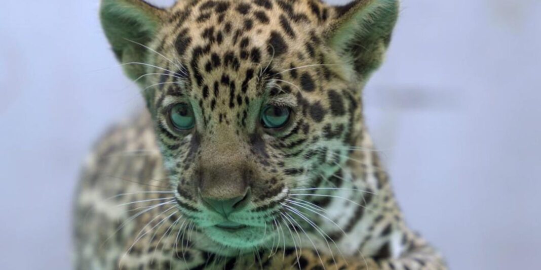 Onça-pintada nascida no BioParque Vale Amazônia ganha o nome de Onça-pintada nascida no BioParque Vale Amazônia ganha o nome de Xingu