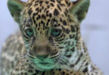 Onça-pintada nascida no BioParque Vale Amazônia ganha o nome de Xingu Onça-pintada nascida no BioParque Vale Amazônia ganha o nome de Xingu