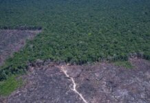 Países discutem solução para combustível fóssil e desmatamento ilegal Países discutem solução para combustível fóssil e desmatamento ilegal