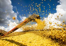 Conab: produção de grãos pode chegar a 358,6 milhões de toneladas Conab: produção de grãos pode chegar a 358,6 milhões de toneladas