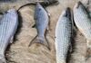 Pesca de tainha na modalidade arrasto de praia está suspensa Pesca de tainha na modalidade arrasto de praia está suspensa