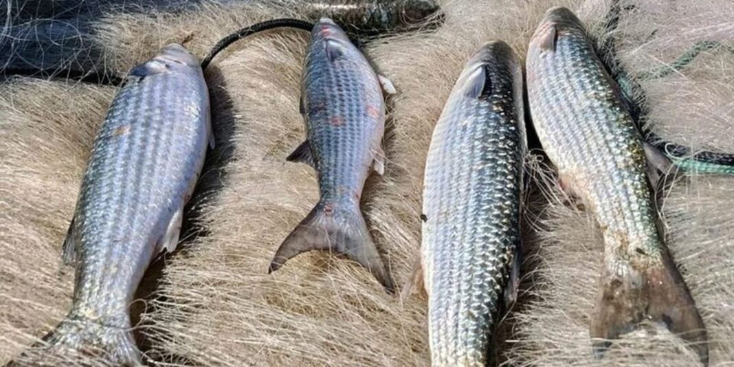 Pesca de tainha na modalidade arrasto de praia está suspensa Pesca de tainha na modalidade arrasto de praia está suspensa